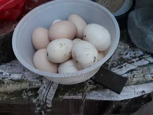 Hill Lajja fertile egg