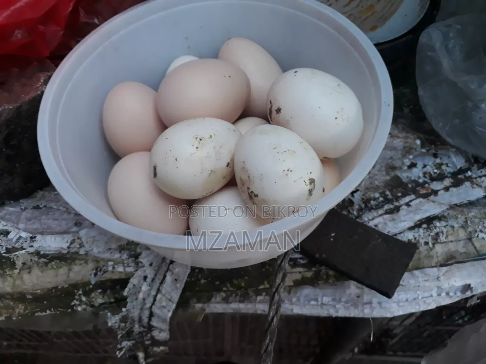 Hill Lajja fertile egg