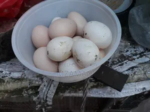 Hill Lajja fertile egg
