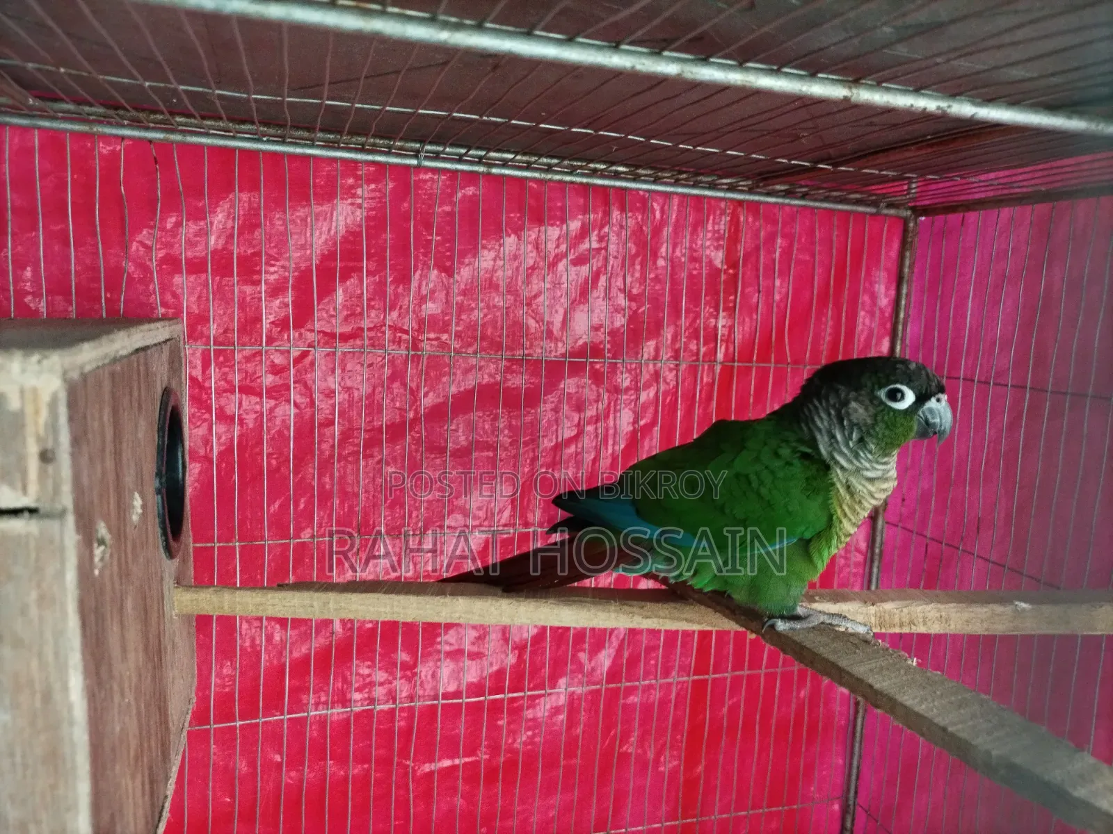 গ্রিন-চিকড কনিউর (Green-Cheeked Conure)
