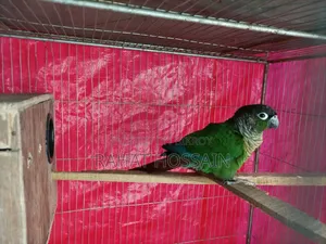 গ্রিন-চিকড কনিউর (Green-Cheeked Conure)