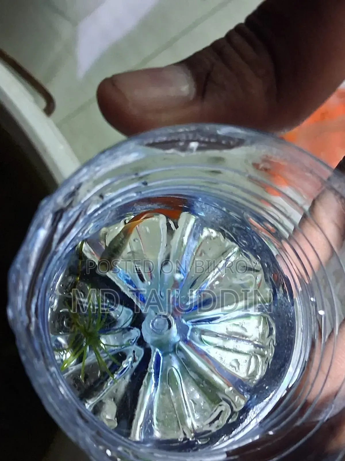 Red Tell Platinum Guppy