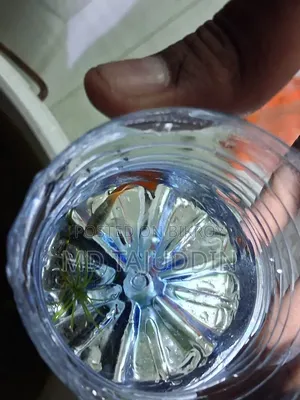 Red Tell Platinum Guppy