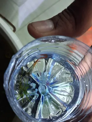 Red Tell Platinum Guppy