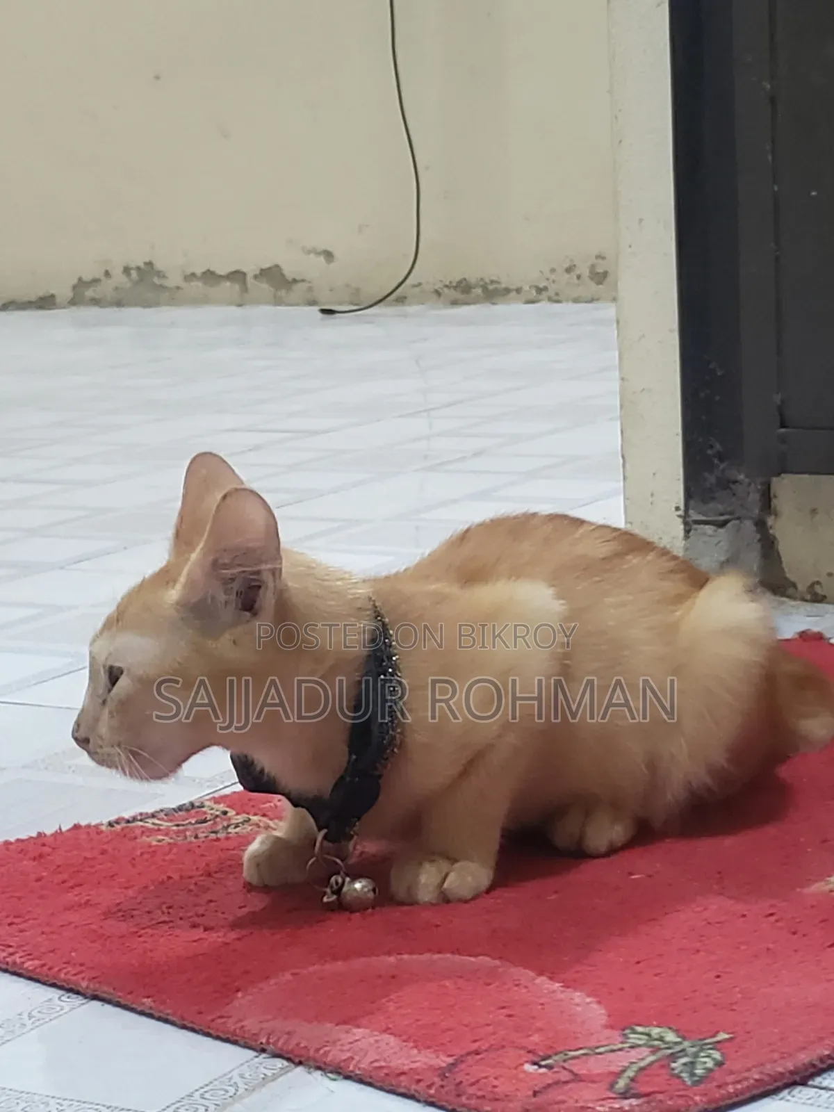 1-3 months Male Mixed Breed Persian