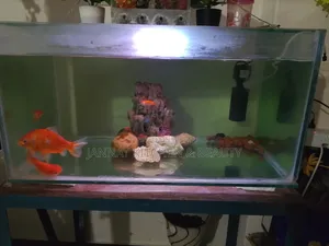 2.5 ft aquarium for sale with 4 goldfish