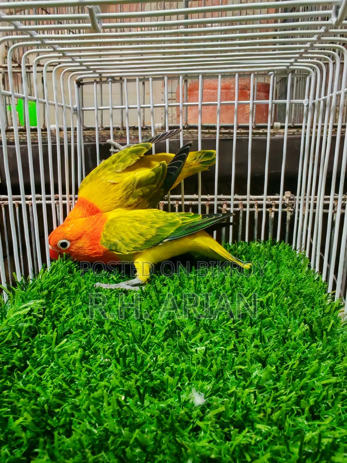 Green Ewing Oppaline Lovebird