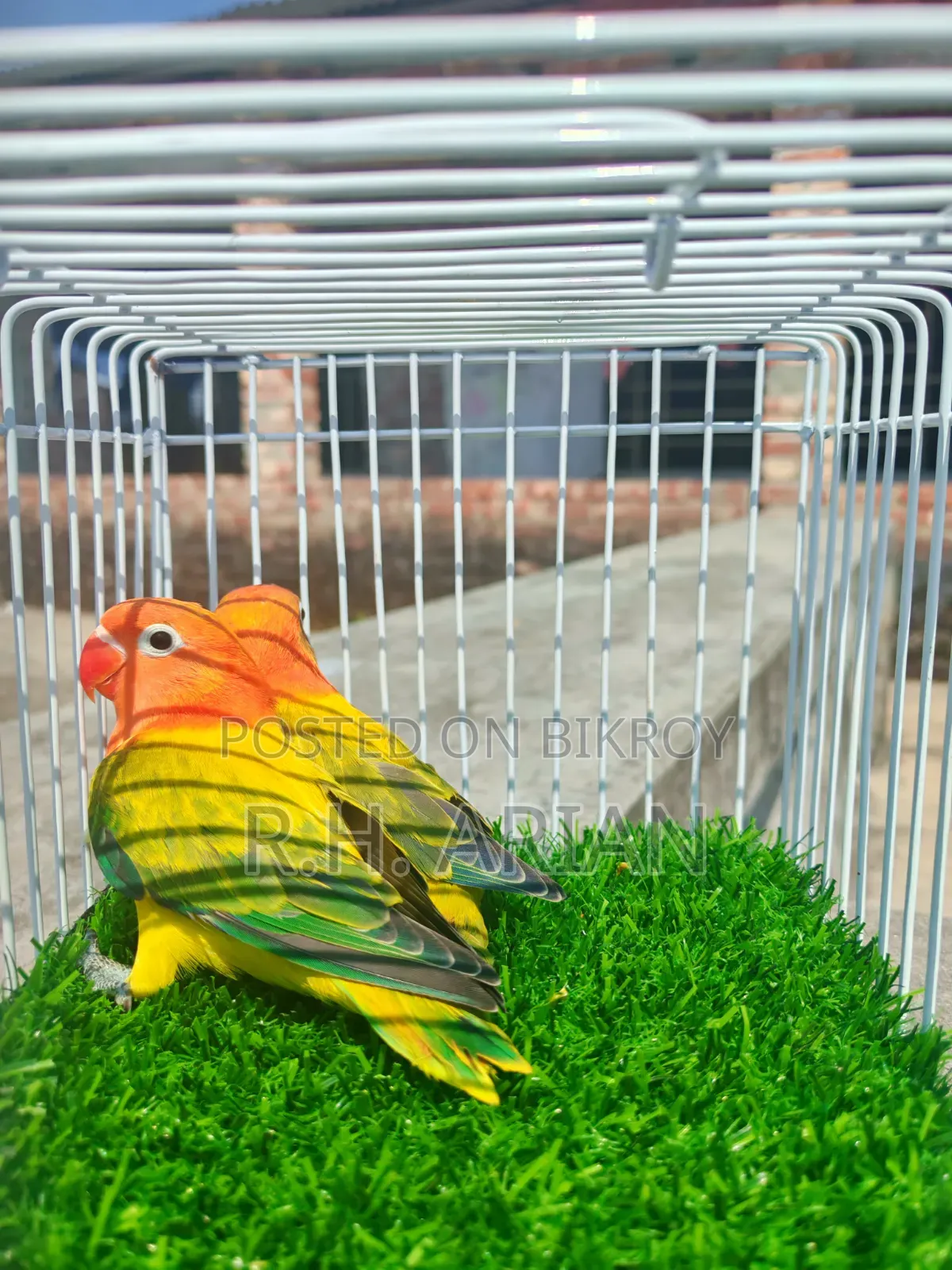 Green Ewing Oppaline Lovebird