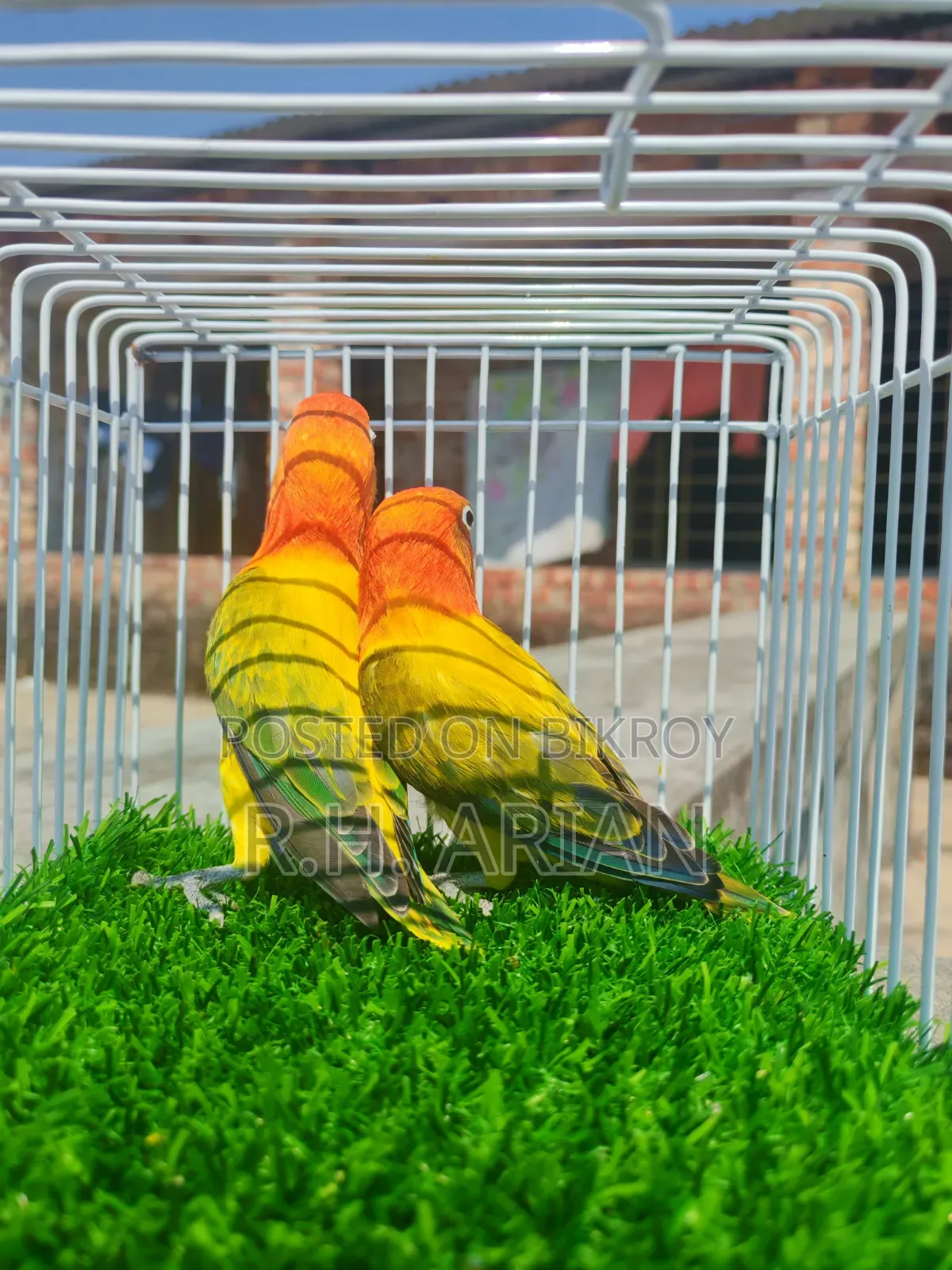 Green Ewing Oppaline Lovebird