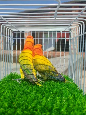 Green Ewing Oppaline Lovebird