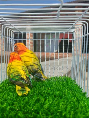 Green Ewing Oppaline Lovebird