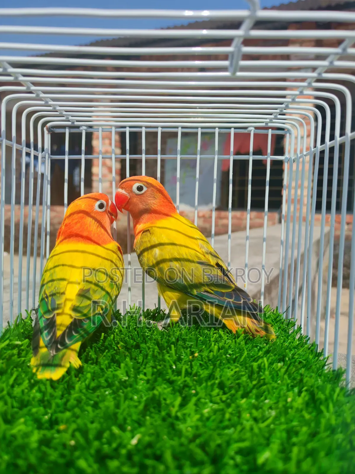Green Ewing Oppaline Lovebird