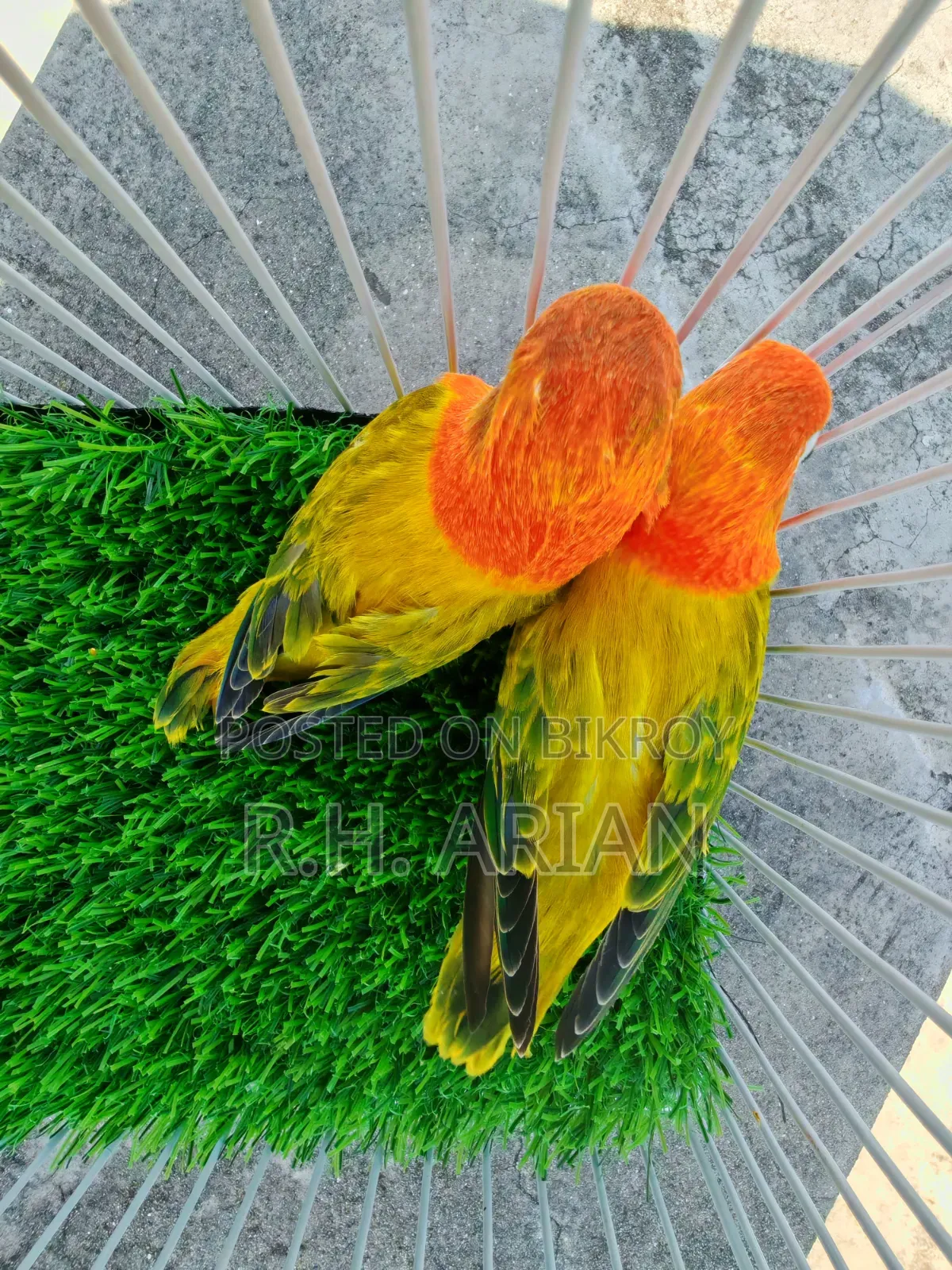 Green Ewing Oppaline Lovebird