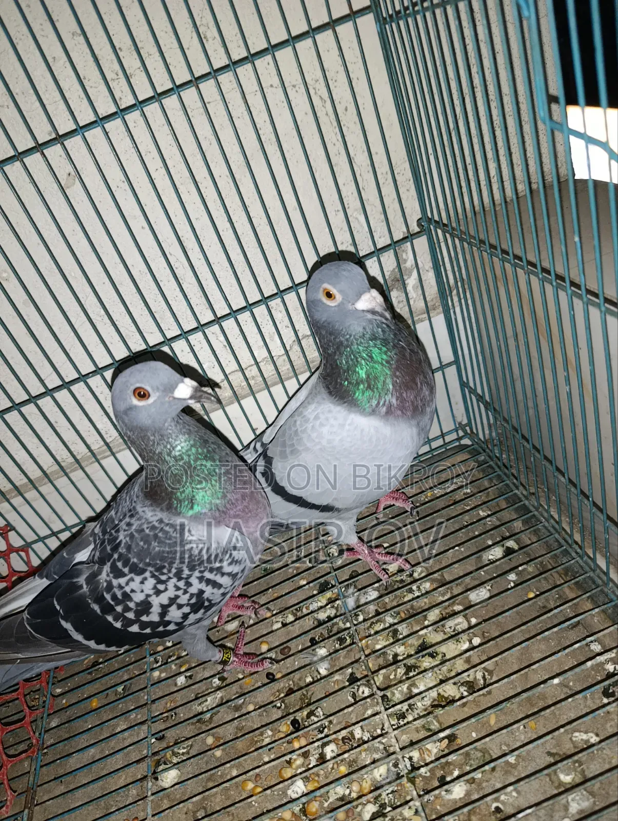 Racer Pigeon