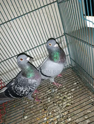 Racer Pigeon