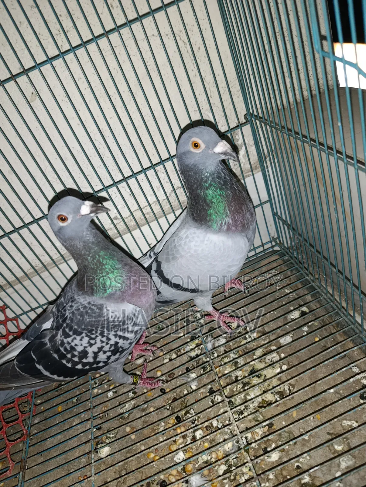 Racer Pigeon