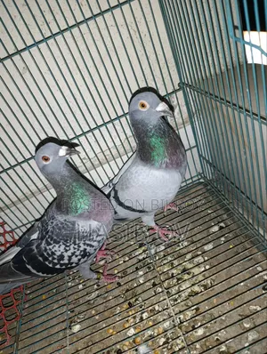 Racer Pigeon