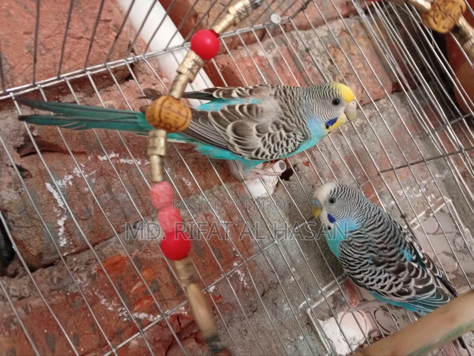 Budgie Adult Pair