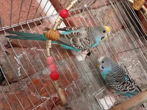 Budgie Adult Pair