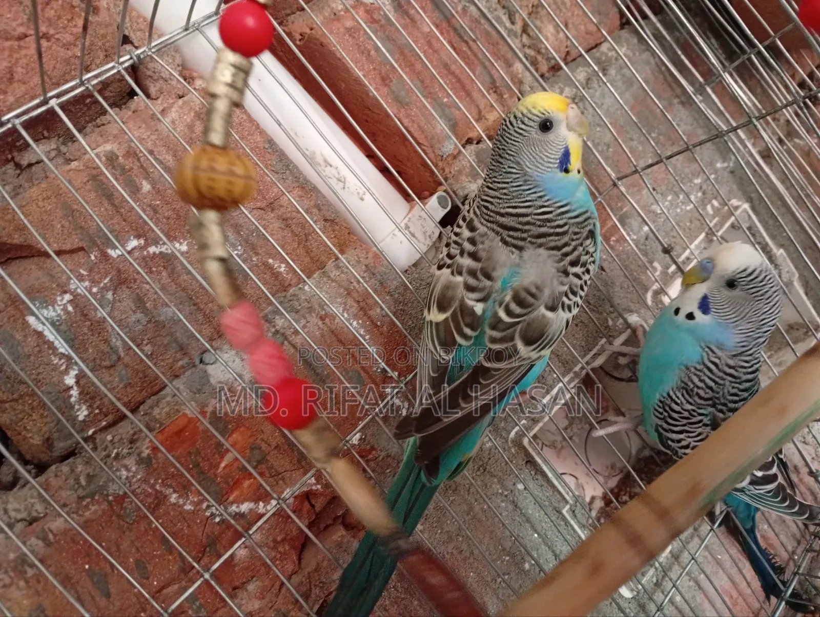 Budgie Adult Pair