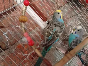Budgie Adult Pair