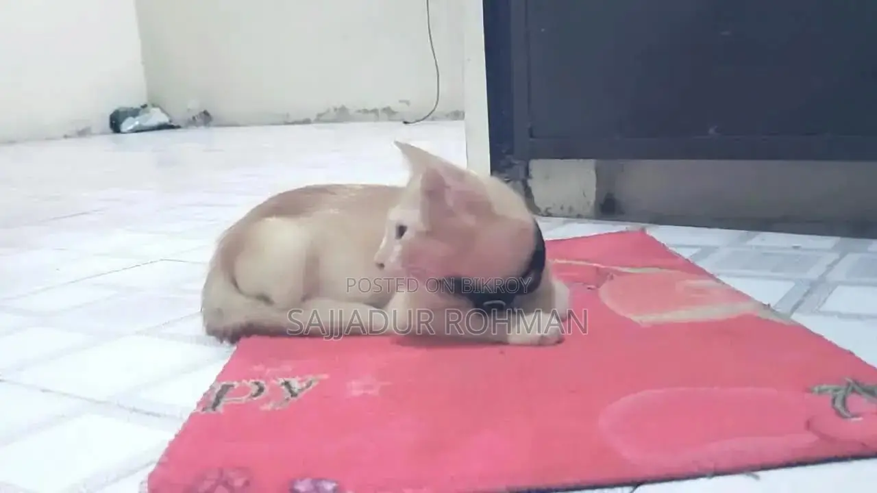 1-3 months Male Mixed Breed Persian