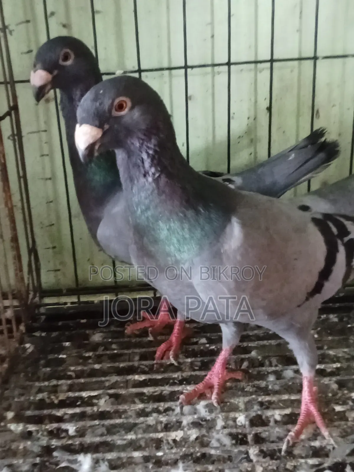 One pair of breeding Beauty Homer pigeons