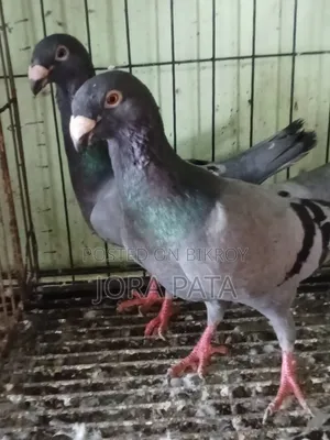 One pair of breeding Beauty Homer pigeons