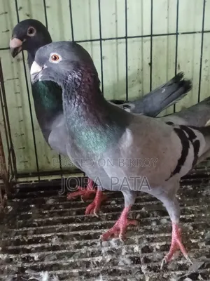 One pair of breeding Beauty Homer pigeons
