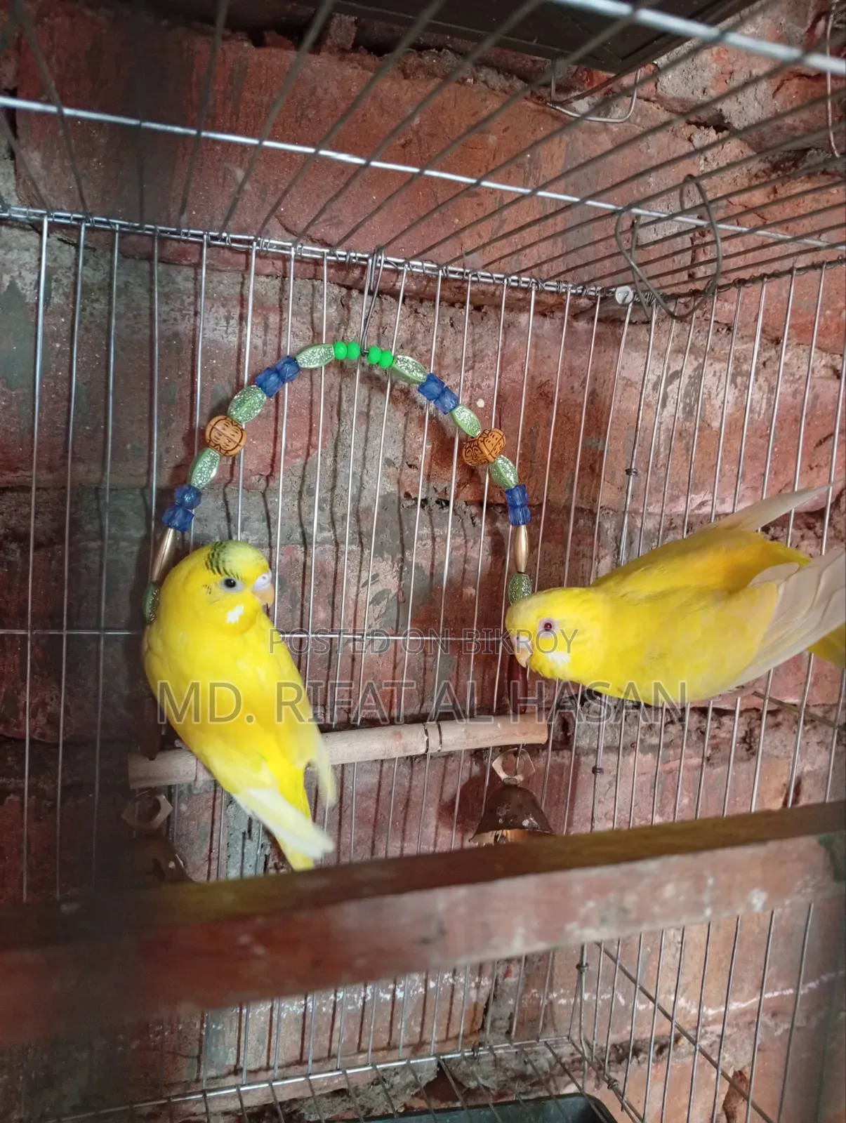বাজরিগার এডাল্ট জোড়া