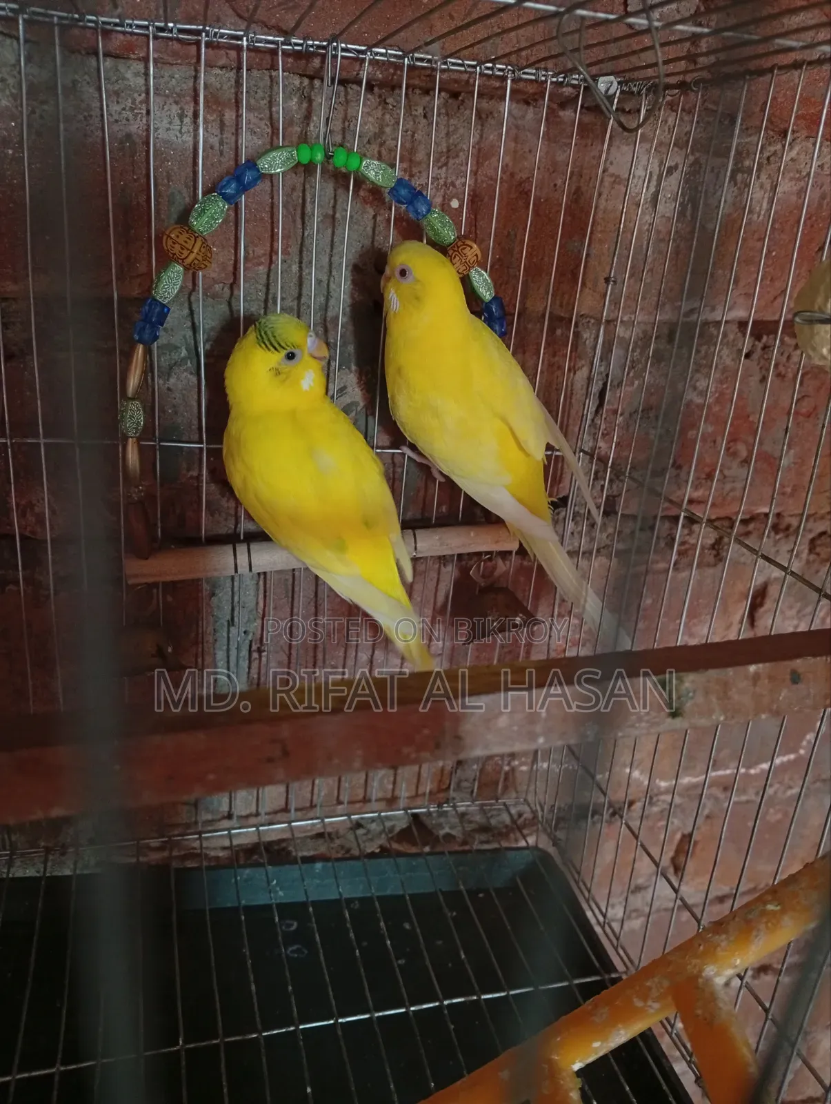 বাজরিগার এডাল্ট জোড়া