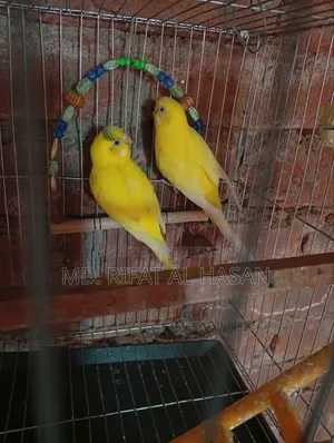 বাজরিগার এডাল্ট জোড়া