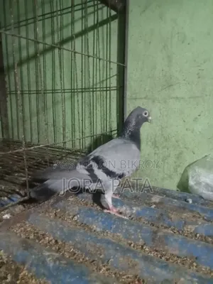 Two pieces female pigeon