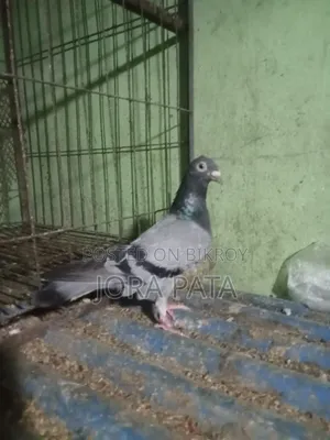 Two pieces female pigeon
