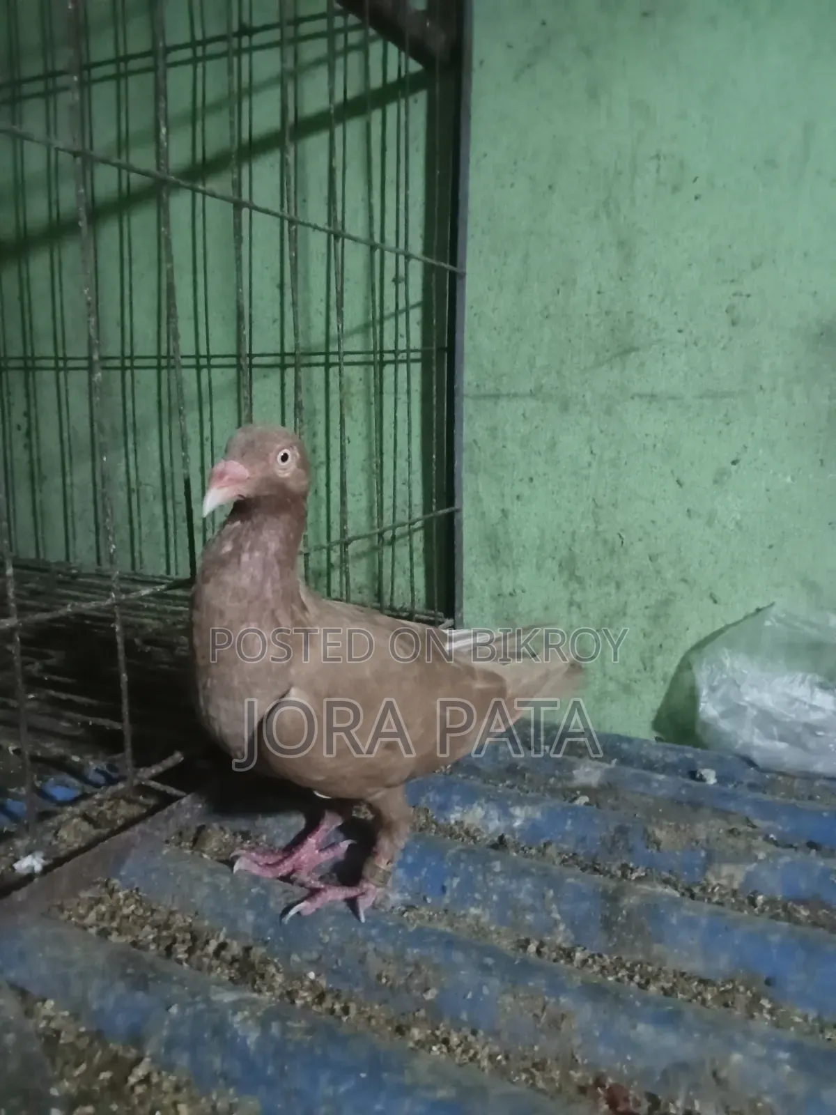 Two pieces female pigeon