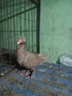 Two pieces female pigeon