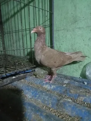 Two pieces female pigeon