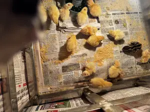 Giant Coturnix Quail
