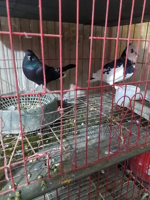 Pigeon pair for sale