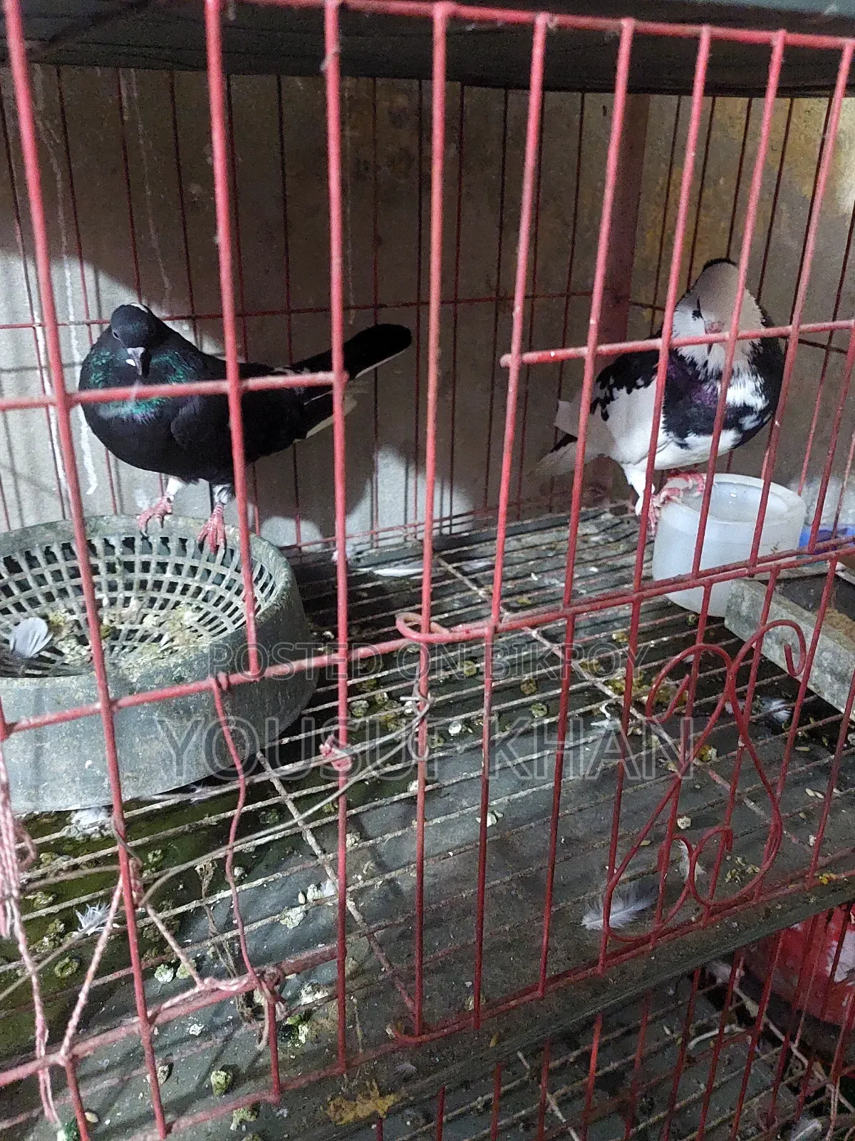 Pigeon pair for sale