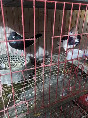 Pigeon pair for sale