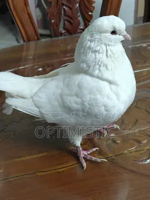 White King Pigeon