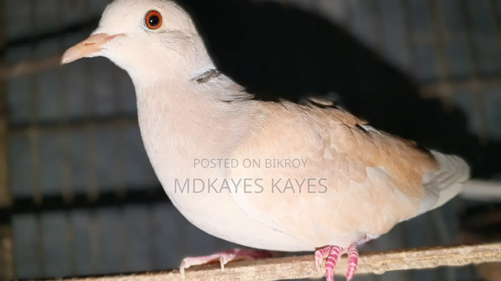 Male Dove Bird
