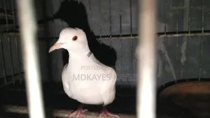 Male Dove Bird