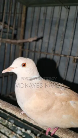 Male Dove Bird