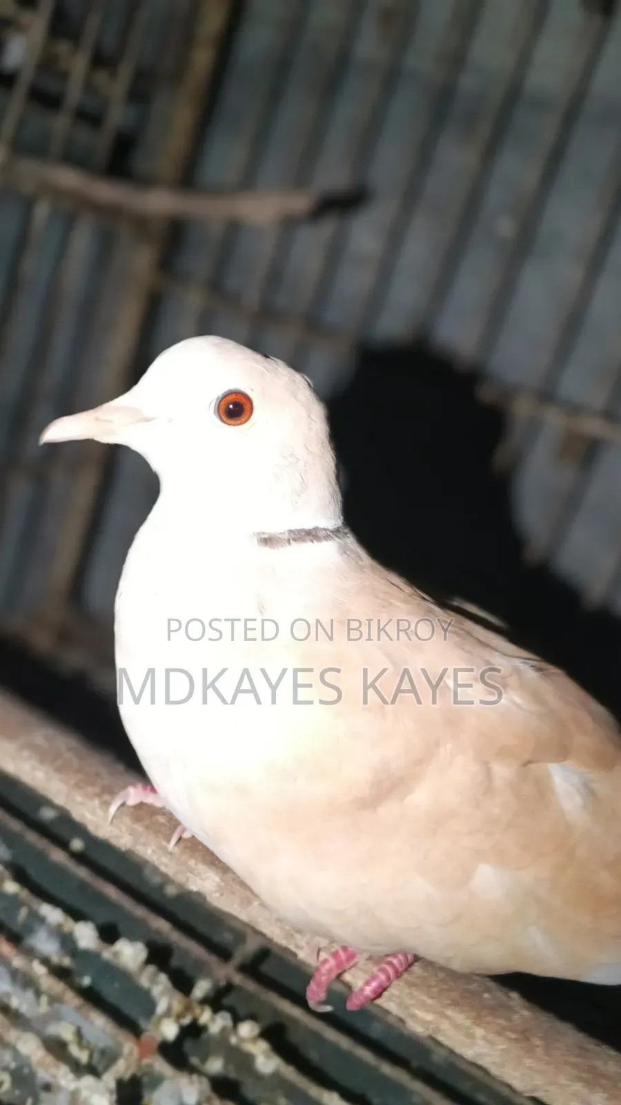 Male Dove Bird
