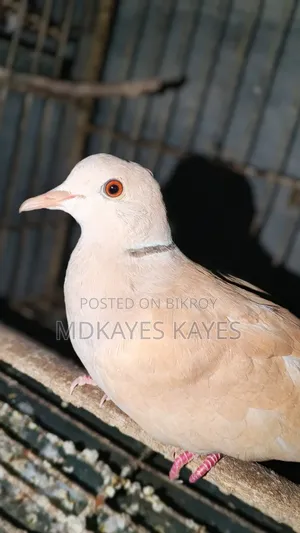 Male Dove Bird