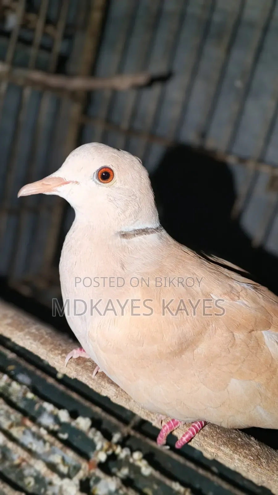 Male Dove Bird