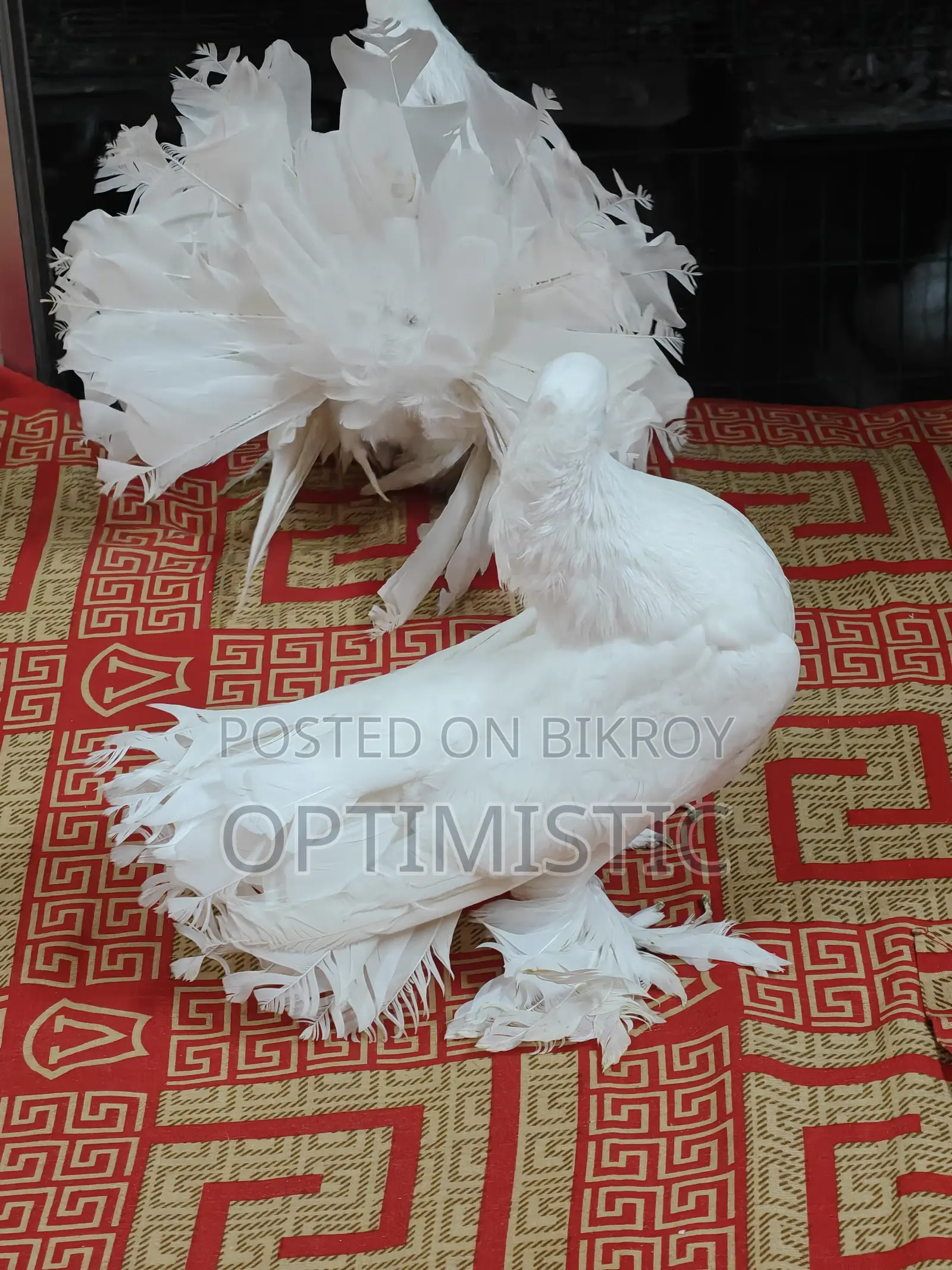 Lakkha Pigeon