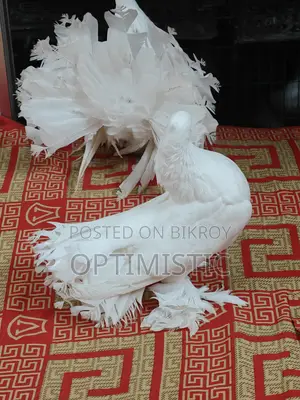 Lakkha Pigeon